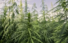Cannabis farm