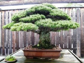 Bonsai tree