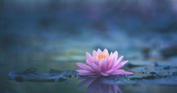 Lotus blossom floating in water