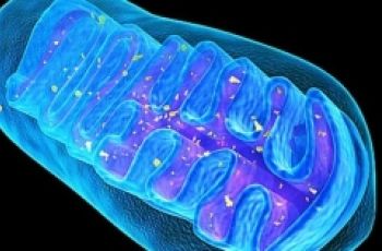Mitochondria
